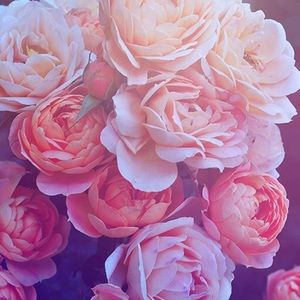 Meet your Posher, Laketa